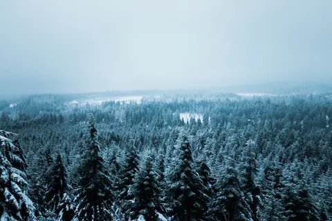 Snowy Forest 4K Wallpaper · winter · 3840×2560