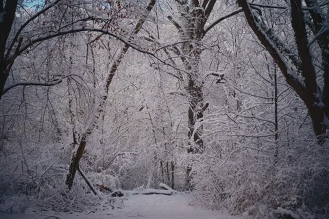 Snowy Forest 4K Wallpaper · winter · 3840×2560