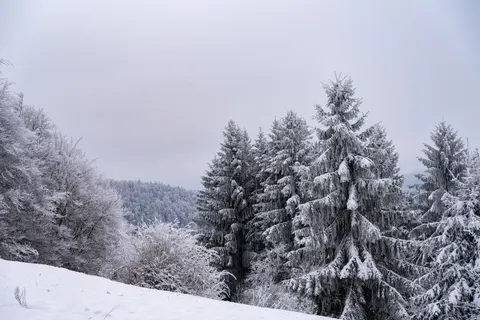 Snowy Forest 4K Wallpaper · winter · 3840×2560