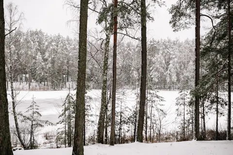 Snowy Forest 4K Wallpaper · winter · 3840×2560