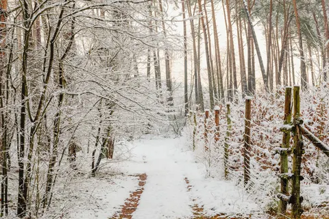 Snowy Forest 4K Wallpaper · winter · 3840×2560