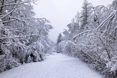 Snowy Forest 4K Wallpaper · winter · 3840×2561
