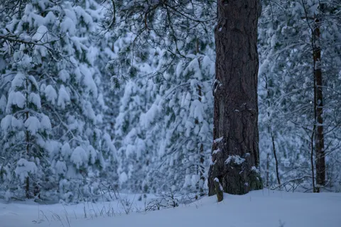 Snowy Forest 4K Wallpaper · winter · 3840×2560