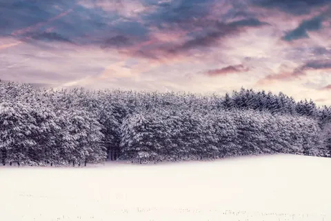 Snowy Forest 4K Wallpaper · winter · 3840×2563