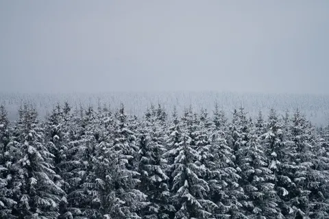 Snowy Forest 4K Wallpaper · winter · 3840×2560