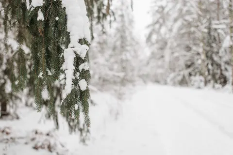 Snowy Forest 4K Wallpaper · winter · 3840×2563
