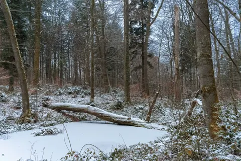 Snowy Forest 4K Wallpaper · winter · 3840×2560