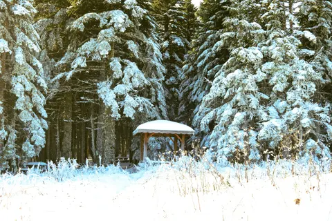 Snowy Forest 4K Wallpaper · winter · 3840×2560