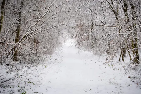 خلفية غابة مثلجة بدقة 4K · winter · 3840×2560
