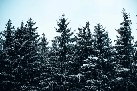 Snowy Forest 4K Wallpaper · winter · 3840×2560