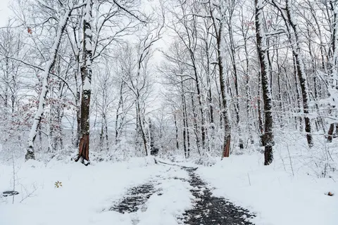 Snowy Forest 4K Wallpaper · winter · 3840×2560