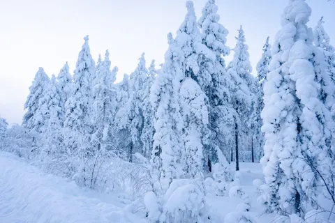 Snowy Forest 4K Wallpaper · winter · 3840×2560