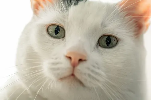 Fondo de pantalla Gato 4K · animals · 3840×2560