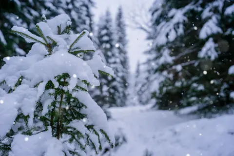 Snowy Forest 4K Wallpaper · winter · 3840×2560