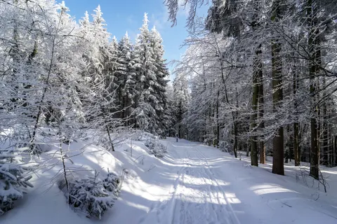 Snowy Forest 4K Wallpaper · winter · 3840×2561