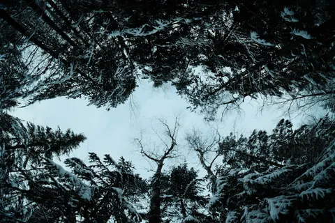Snowy Forest 4K Wallpaper · winter · 3840×2560