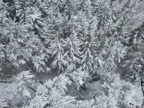 Snowy Forest 4K Wallpaper · winter · 3840×2880