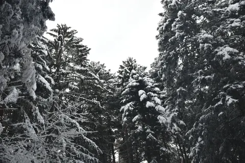 Snowy Forest 4K Wallpaper · winter · 3840×2560