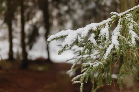 Snowy Forest 4K Wallpaper · winter · 3840×2560