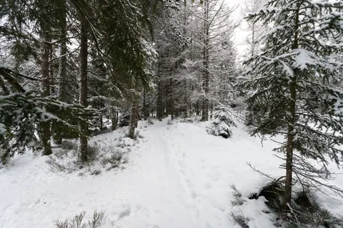Snowy Forest 4K Wallpaper · winter · 3840×2558
