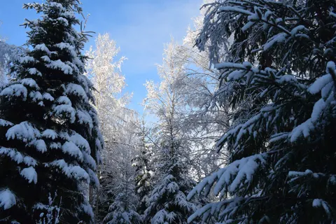 Snowy Forest 4K Wallpaper · winter · 3840×2560