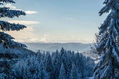 Snowy Forest 4K Wallpaper · winter · 3840×2560