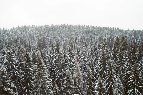 Snowy Forest 4K Wallpaper · winter · 3840×2546