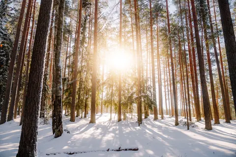 Snowy Forest 4K Wallpaper · winter · 3840×2560