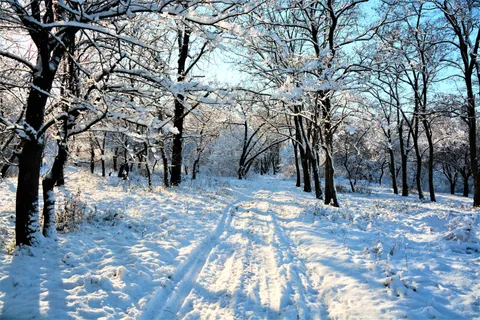 Snowy Forest 4K Wallpaper · winter · 3840×2560