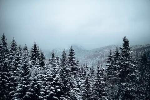 Snowy Forest 4K Wallpaper · winter · 3840×2560