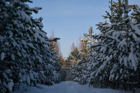 Karlı Orman 4K Duvar Kağıdı · winter · 3840×2560