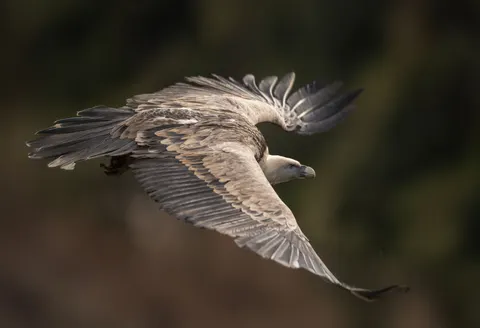 Sfondo Aquila 4K · animals · 3840×2622