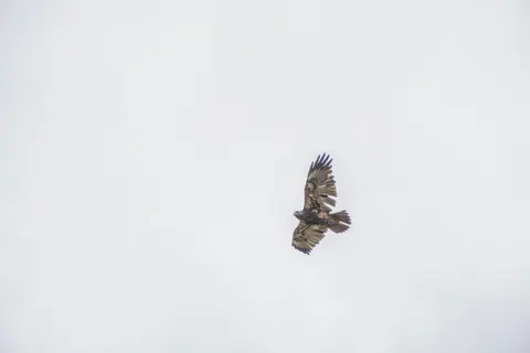 والپیپر عقاب با کیفیت 4K · animals · 3840×2560
