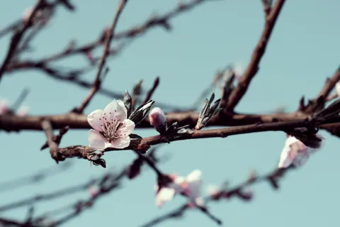 Cherry Blossom 4K Wallpaper · nature · 3840×2560