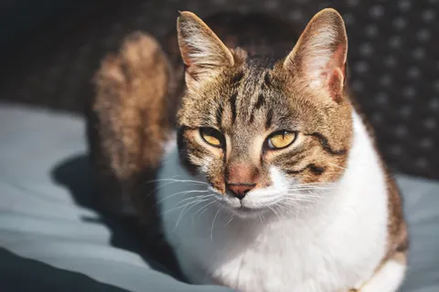 猫咪 4K壁纸 · animals · 3840×2560
