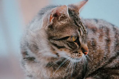 Fond d'écran Chat 4K · animals · 3840×2560
