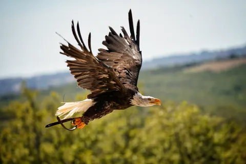 والپیپر عقاب با کیفیت 4K · animals · 3840×2560