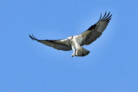 Eagle 4K Wallpaper · animals · 3840×2560