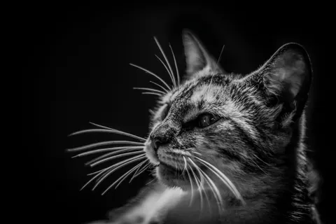 猫咪 4K壁纸 · animals · 3840×2560