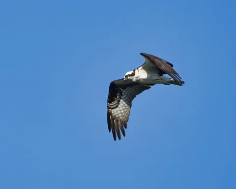 Sfondo Aquila 4K · animals · 3840×3072