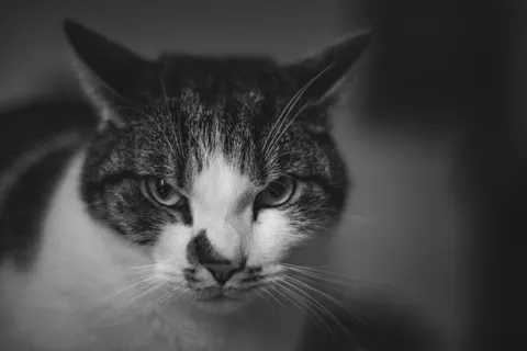 Обои Кот 4K · animals · 3840×2560
