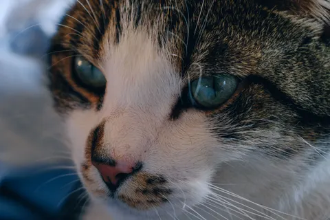 Fond d'écran Chat 4K · animals · 3840×2560