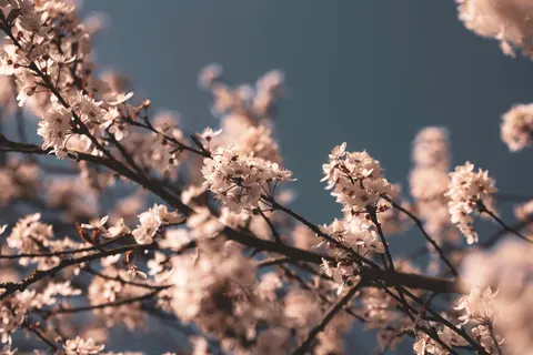 Cherry Blossom 4K Wallpaper · nature · 3840×2561