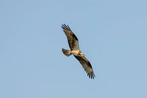 Adler 4K Hintergrundbild · animals · 3840×2561