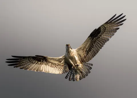 Flying Eagle 4K Wallpaper · birds · 3840×2743