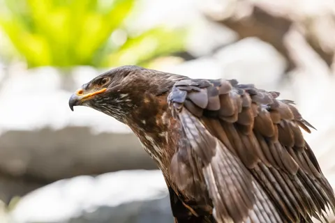 Flying Eagle 4K Wallpaper · birds · 3840×2560