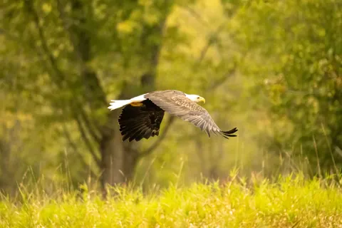 Flying Eagle 4K Wallpaper · birds · 3840×2560