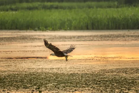 Flying Eagle 4K Wallpaper · birds · 3840×2560