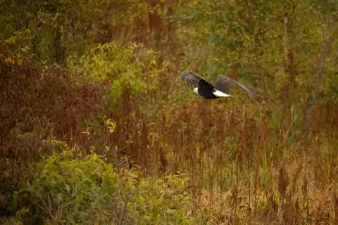 Flying Eagle 4K Wallpaper · birds · 3840×2560