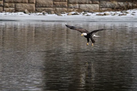 Flying Eagle 4K Wallpaper · birds · 3840×2555